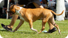 Ares at Pine Rivers Show - April 2019