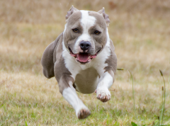 Her first go at lure coursing - 2016