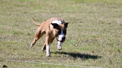 Lure Coursing - August 2025