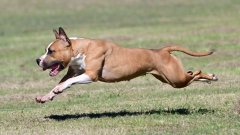 Lure Coursing - August 2025