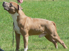 Stoner at the Royal Bathurst Show - 2008