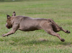 Lure Coursing at 8yrs of age