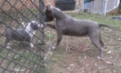 Shadow playing with a baby Sapphire