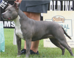 2011 ASTCQ Open Show - Best Bitch, Runner Up Best In Show - Judge: Mrs S. Jape (QLD)