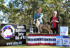 ASTCQ Speciality | 6th August 2022 | Opp Sex Australian Bred In Show | Judge: Mrs Marilyn O'Neill (Canada)