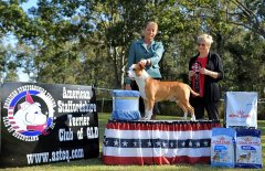 ASTCQ Speciality Show | 5th August, 2022 | State Bred In Show | Judge: Mrs Marilyn O'Neill (Canada)