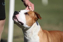 Lucifer at Durack Dog Show - 2023