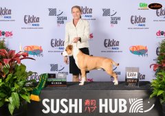 2022 Ekka | Runner Up Best of Breed | Dog Challenge