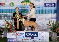 Aust Bred In Show | Advance Pacific International | Judge: Mrs Kathleen Hardwick (NZ) | 18th September 2022